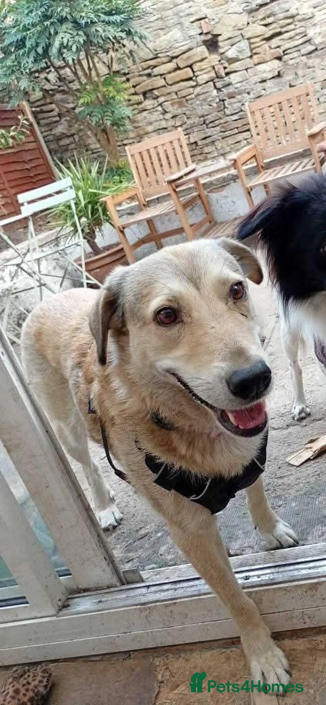 Mixed Breed dogs for adoption: Meet Misty, currently residing in Sussex in Brighton - Advert 2