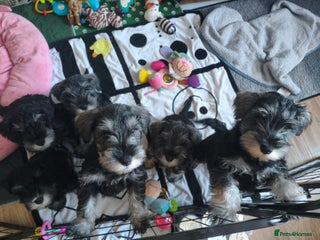 Miniature Schnauzer dogs Charming Mini Schnauzers with KC registration - Advert 2