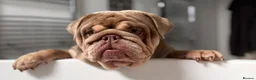 English Bulldog dogs for sale: British Bulldog Lilac & Tan Male in Great Yarmouth - Advert 10