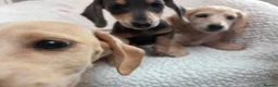 Miniature Dachshund dogs for sale: ***mini dachshund *** - Advert 8