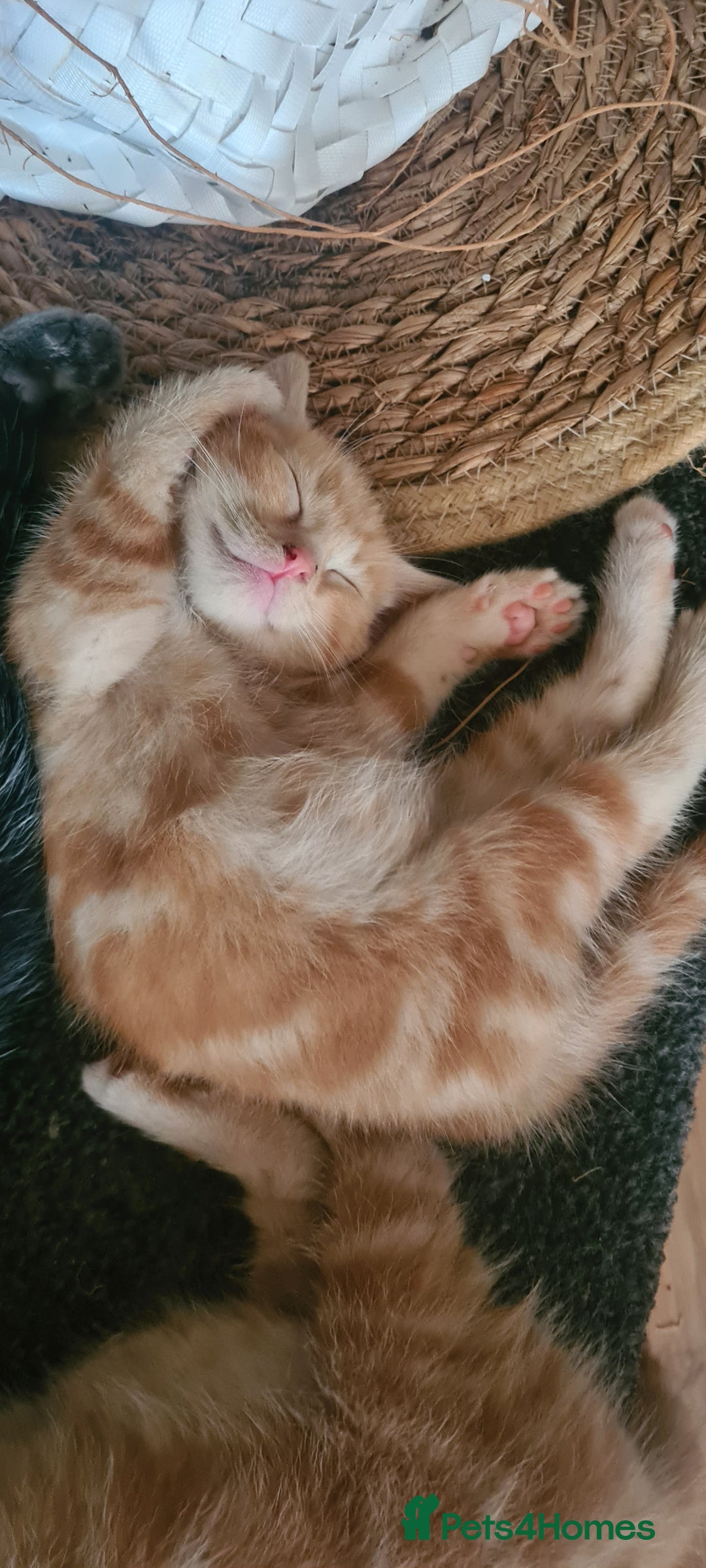 Mixed Breed cats for sale: Beautiful kittens for sale - Image 3