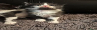 Domestic Shorthair 3
