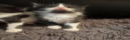 Domestic Shorthair cats for sale: 5 beautiful kittens for sale in Wigan - Advert 10
