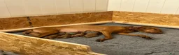 Hungarian Vizsla dogs for sale: 5 handsome Hungarian Viszla puppies for sale in Southport - Advert 3