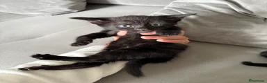 Boy