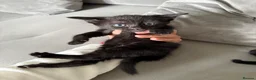 Mixed Breed cats for sale: Adorable Kittens Looking for Their Forever Homes - Advert 9