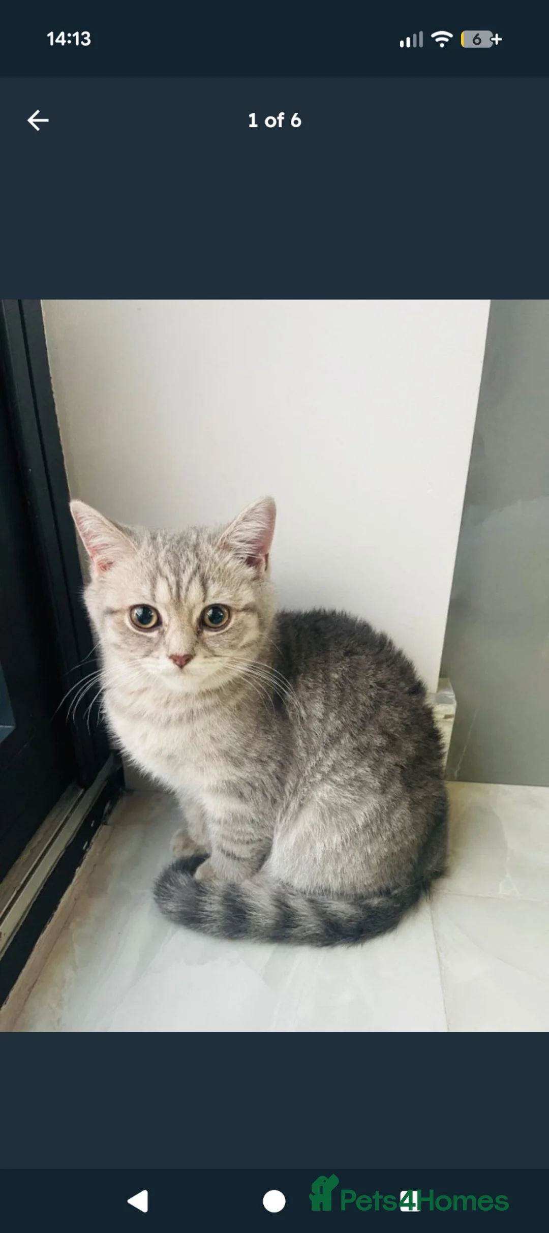 British Shorthair cats for sale: British shorthair kitten  - Advert 1