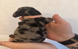 Miniature Dachshund dogs for sale: Miniature dachshund puppies for sale - Image 2