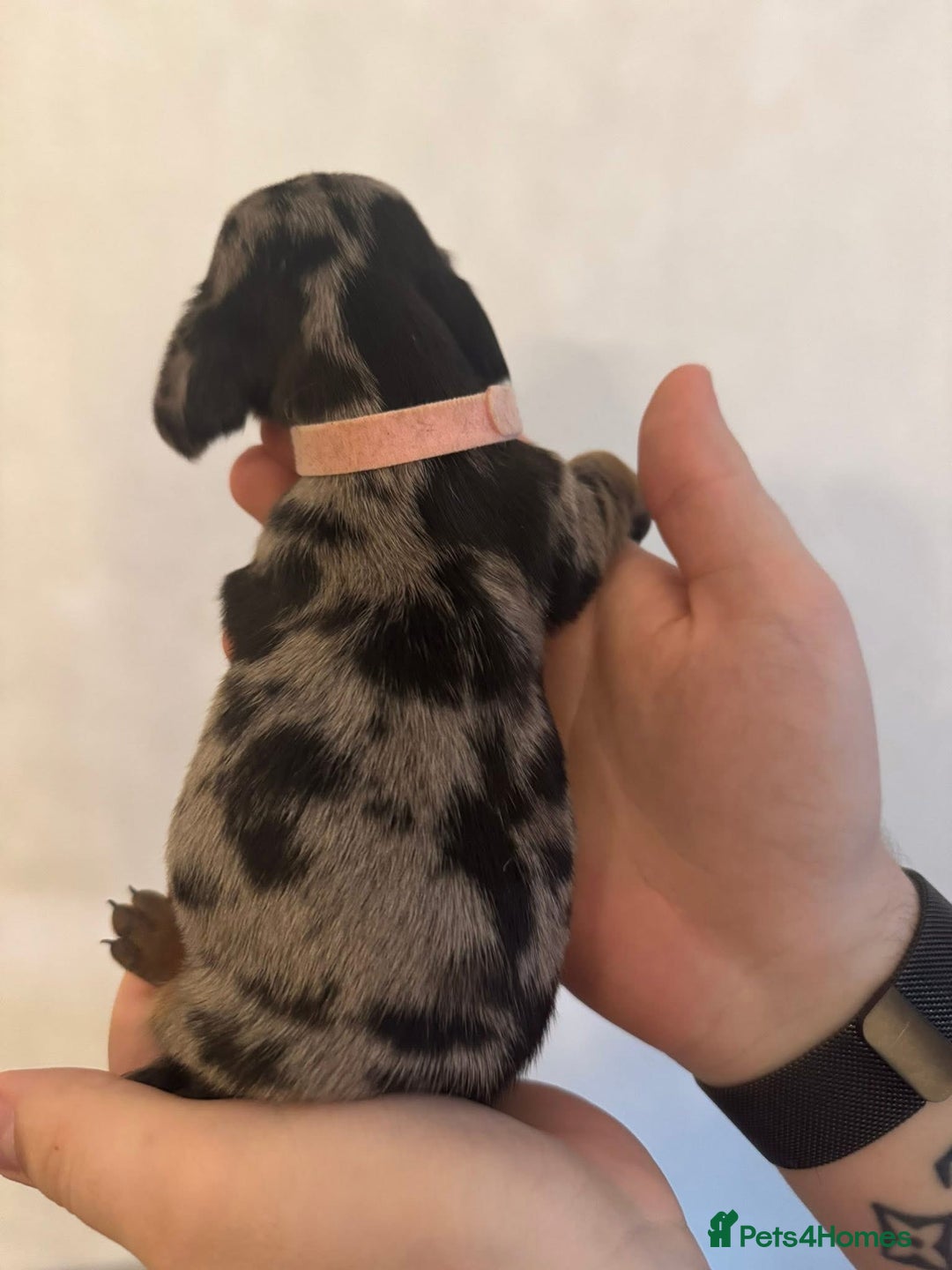 Miniature Dachshund dogs for sale: Miniature dachshund puppies for sale - Image 2