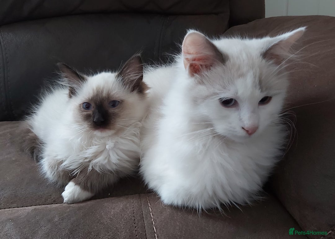 Ragdoll cats for sale: RAGDOLL SEAL POINT BLUE EYES READY NOW! - Image 30