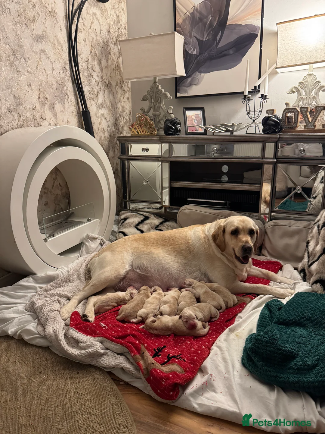 Labrador Retriever dogs for sale: Lablador Retriever - Advert 1