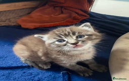 Perdoll cats for sale: FLUFFY PERDOLL KITTENS - Image 7