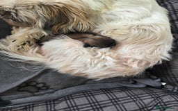 Shih Tzu dogs for sale: 2 buiful shih tzus need their forever home - Image 3