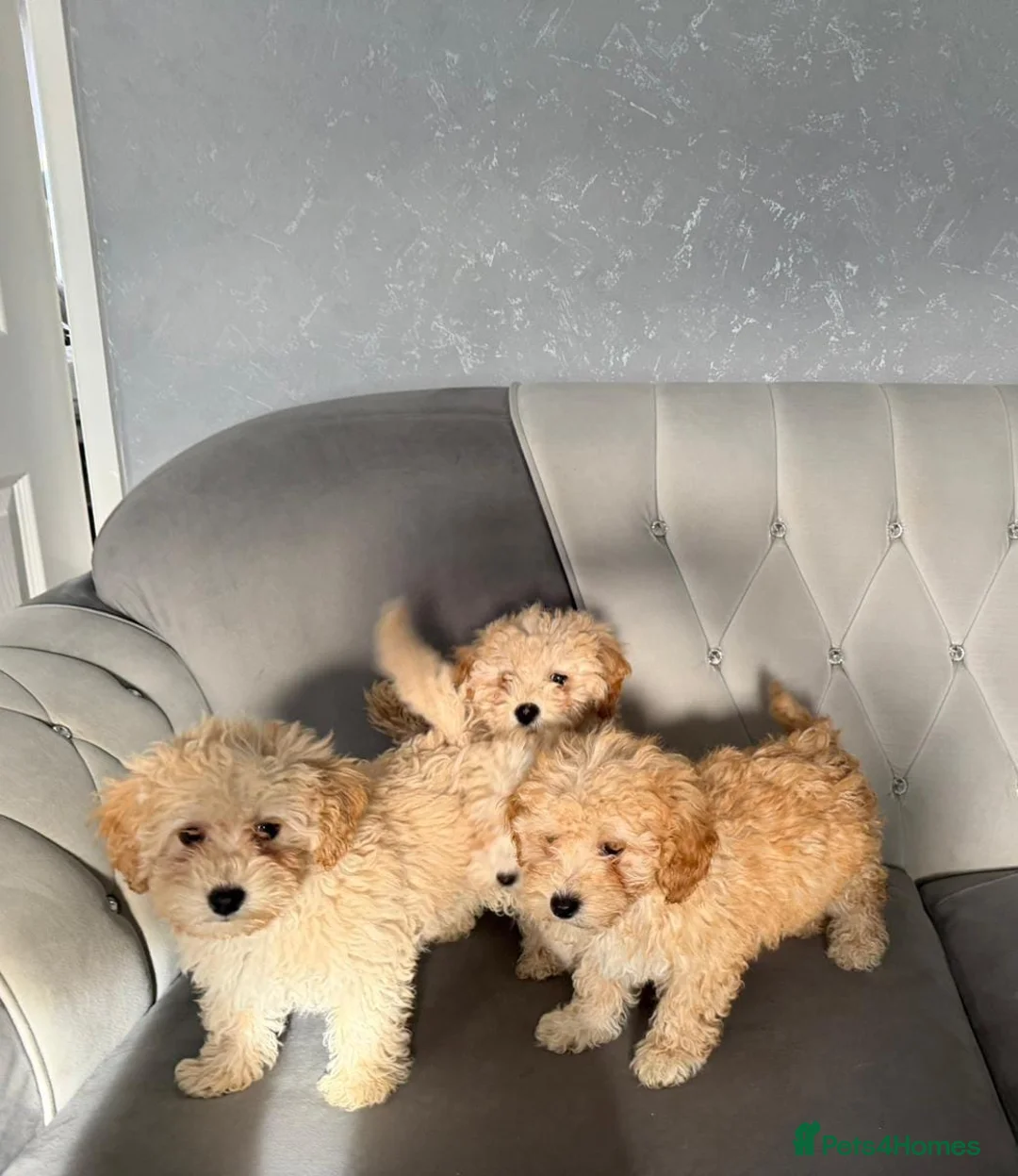 Cockapoo dogs for sale: Cockpaoo puppies available now  - Advert 2