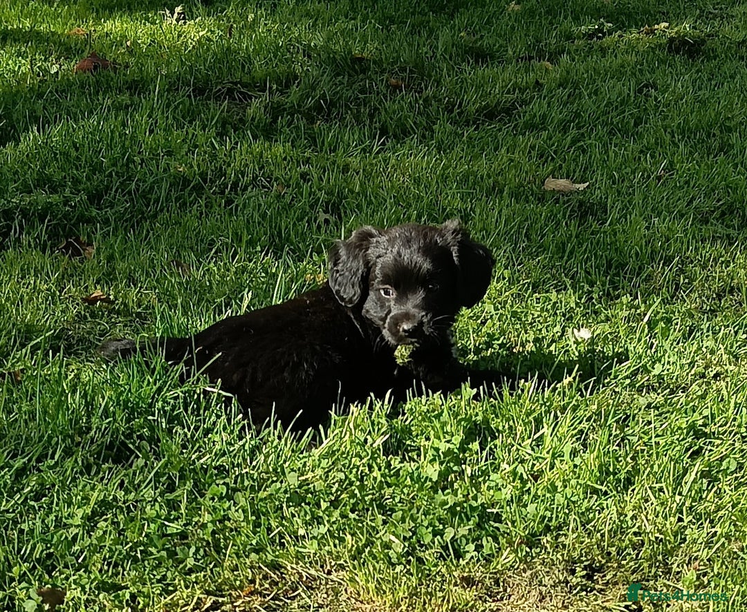 Mixed Breed dogs for sale: Three Springer Spaniel/Spitz Mittel Puppies  - Image 7