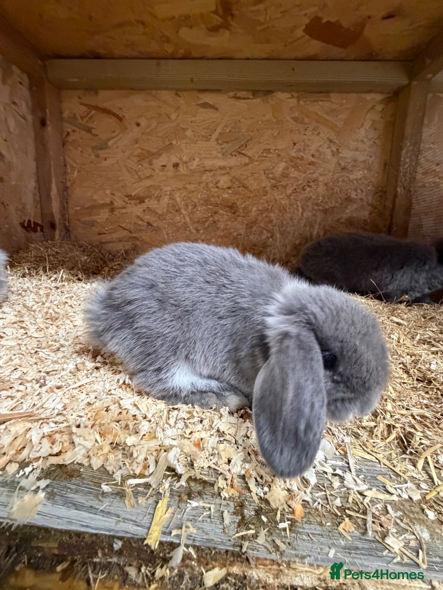 Lionhead rabbits Mini lops. X1 Doe. Ready to leave - Advert 2