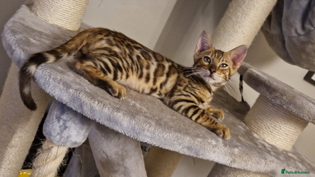 Bengal cats for sale: Beautiful kitten❤️Ready to go 😍  - Advert 17