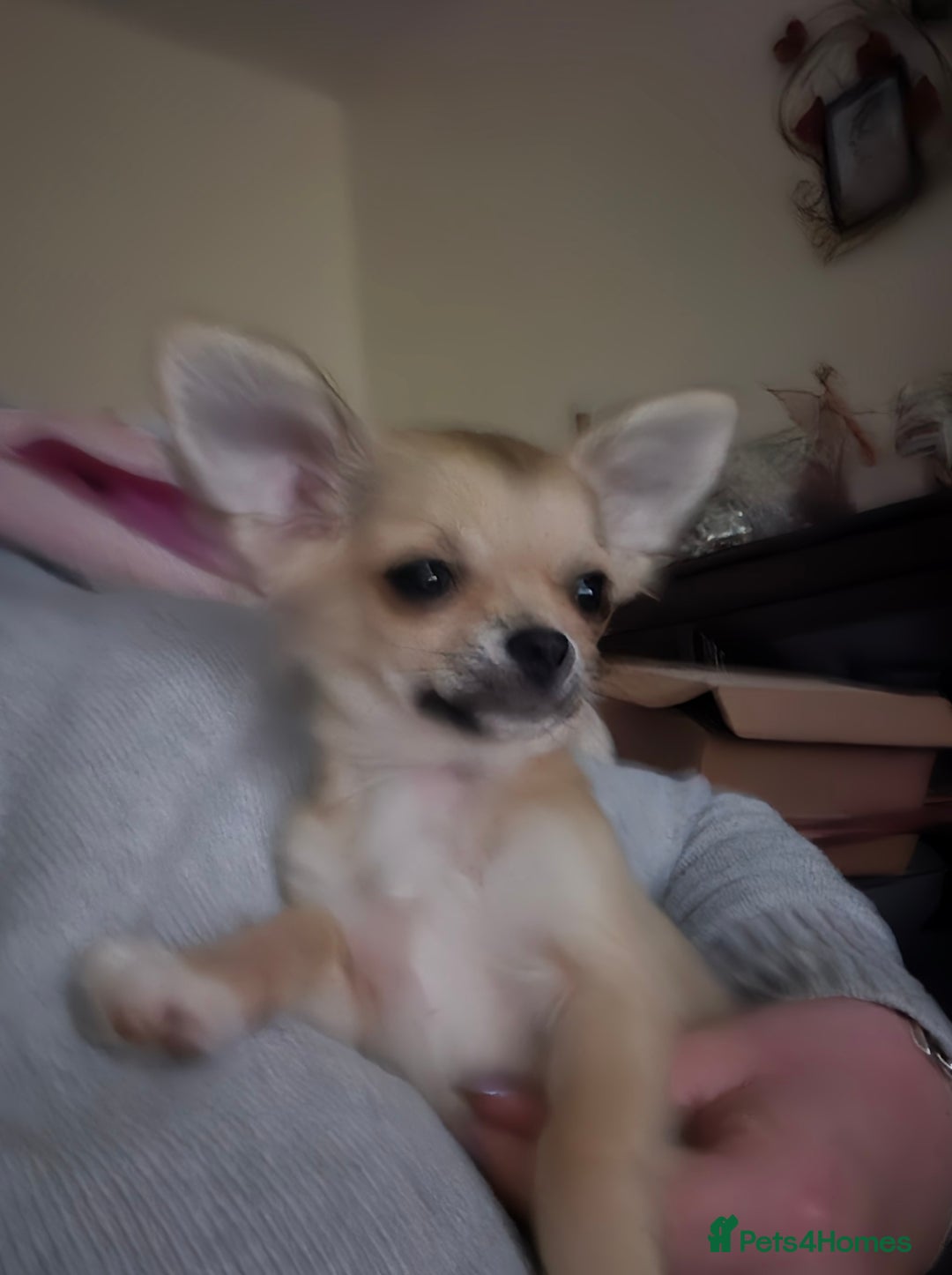 Chihuahua dogs for sale: Long haired chihuahua  - Image 5