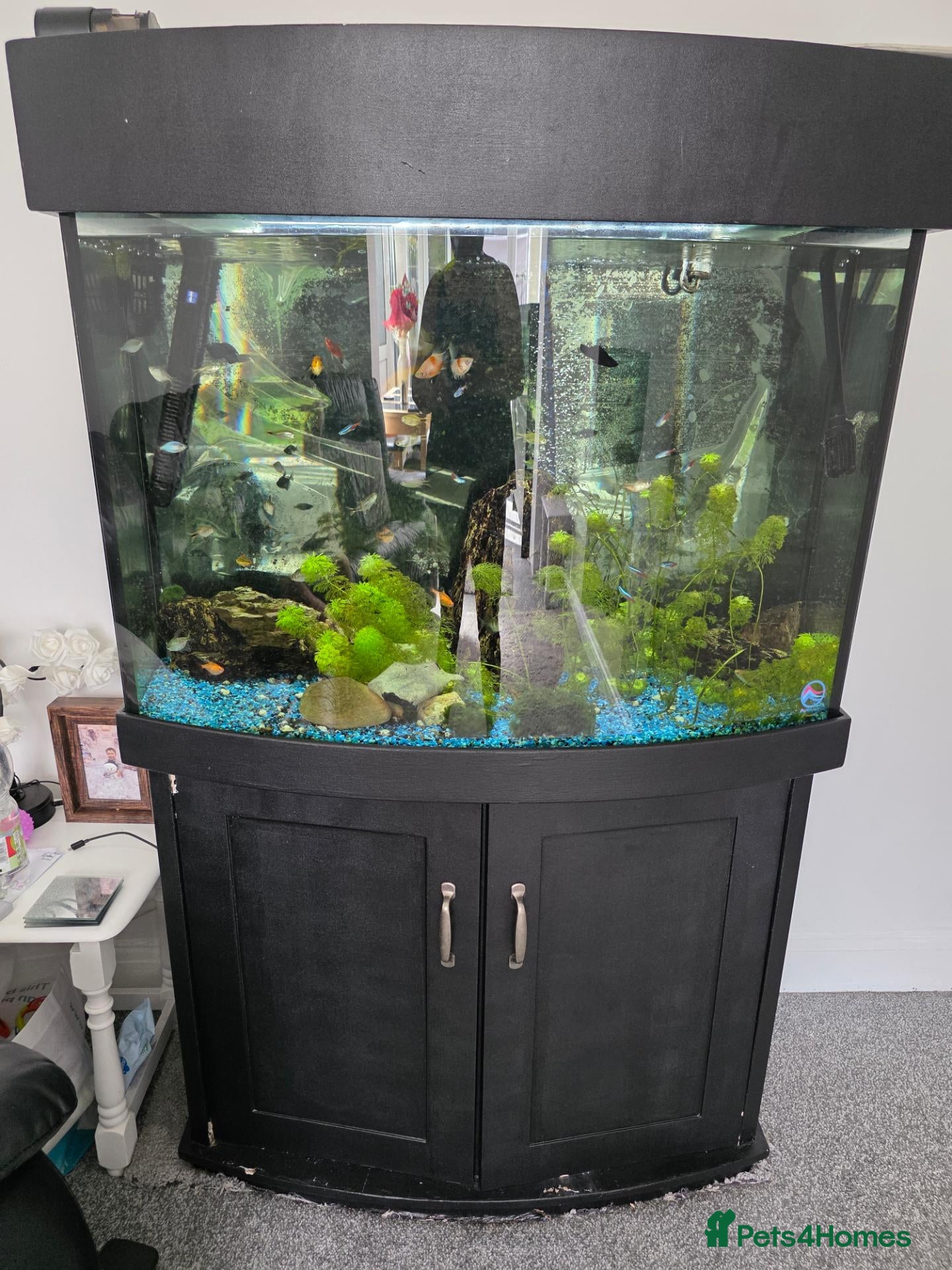 Other/Mixed Breed fish Fish tank and stand plus accessories  - Advert 1