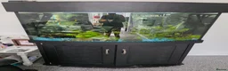 Other/Mixed Breed fish for sale: Fish tank and stand plus accessories  in Stoke-on-Trent - Advert 1