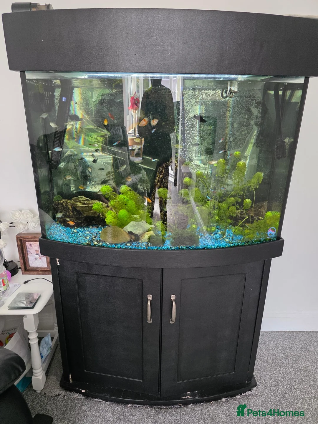 Other/Mixed Breed fish for sale: Fish tank and stand plus accessories  in Stoke-on-Trent - Advert 1