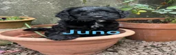 Sproodle dogs for sale: Sproodles – Multigen Puppies in Peterculter - Advert 5
