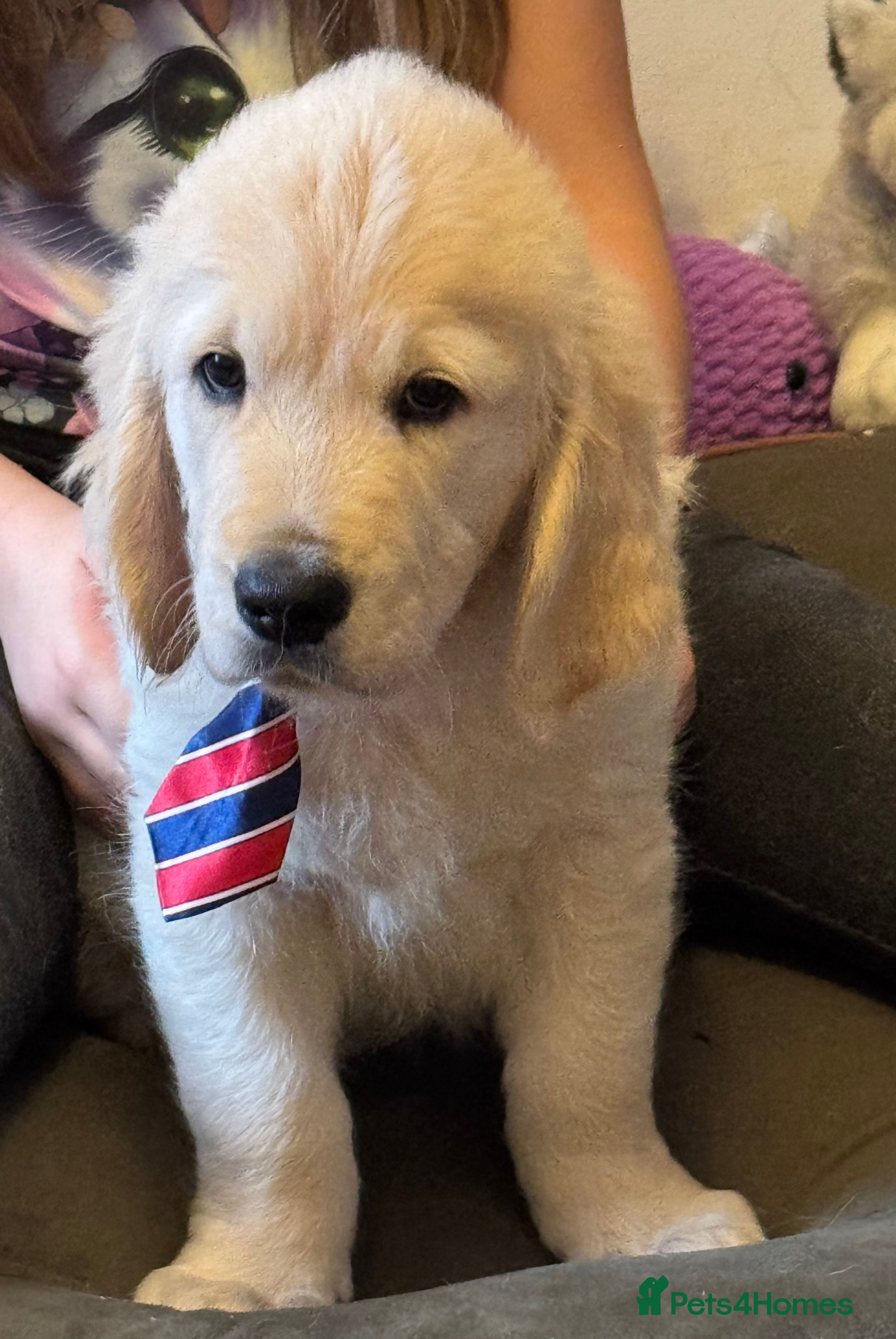 Golden Retriever dogs Beautiful Golden Retriever puppies KC - Advert 1