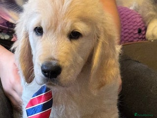 Golden Retriever dogs Beautiful Golden Retriever puppies KC - Advert 4