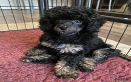 Toy Poodle dogs for sale: Waiting list for Kc toy poodles health tested - Image 2