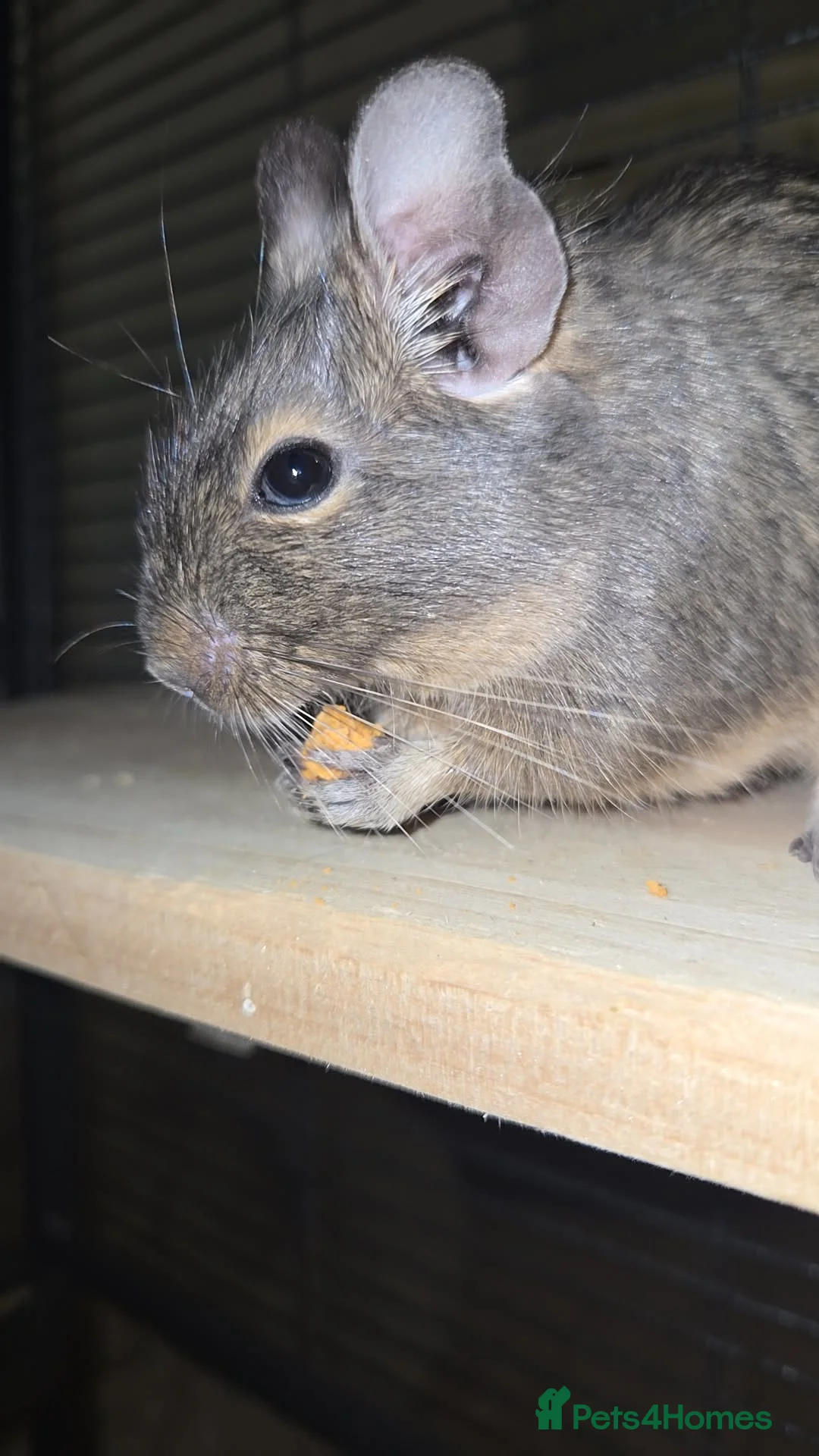 Rat rodents for sale: 2 female degus - Advert 2