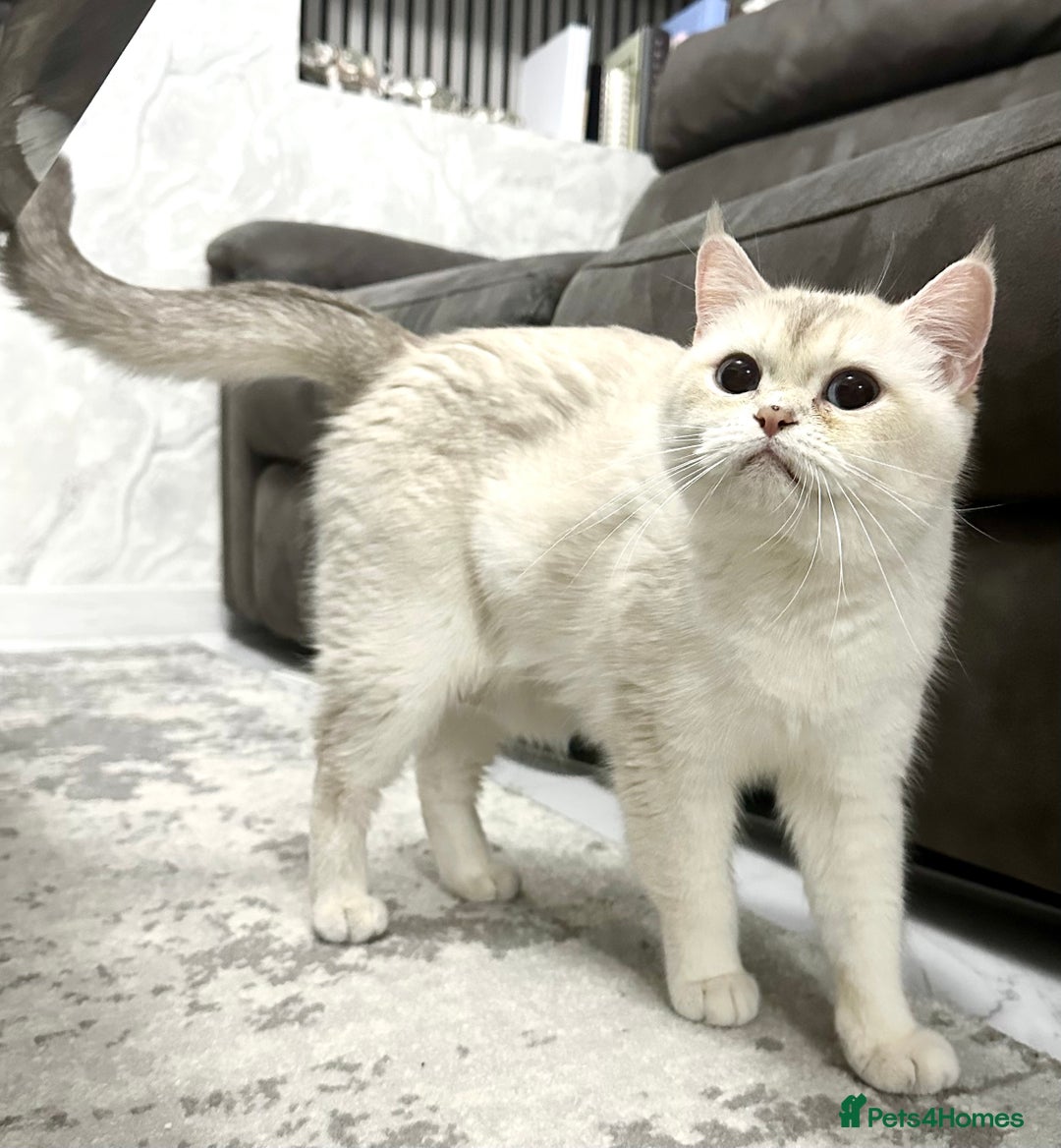 British Shorthair cats for sale: Fully pedigree kittens - Advert 17