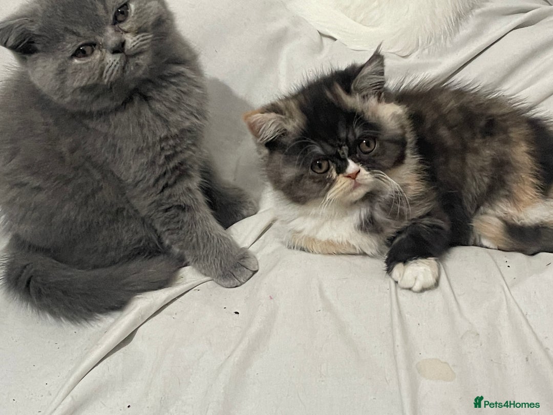 Persian cats for sale: Persian super  **  kittens  - Advert 4