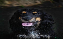 Cocker Spaniel dogs for stud: Frankie & Benny ready for stud in Blackburn - Image 9