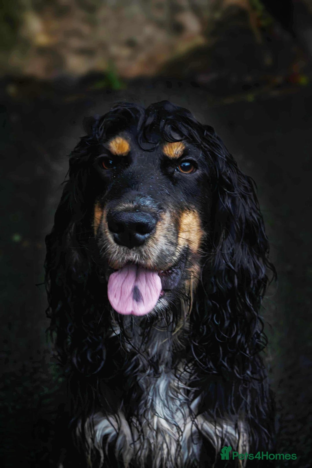 Cocker Spaniel dogs for stud: Frankie & Benny ready for stud in Blackburn - Image 9