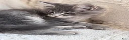 Maine Coon cats for sale: ❤️ Stunning Blue Silver Tabby Maine Coon Boy ❤️ - Advert 5
