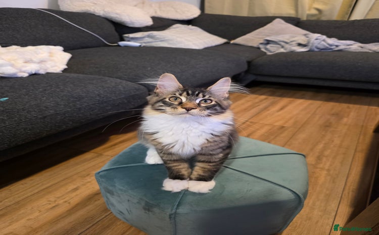Maine Coon cats - Advert 8