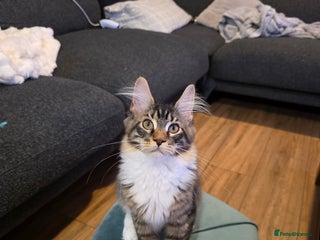 Maine Coon cats - Advert 26