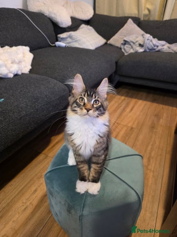 Maine Coon cats - Advert 4