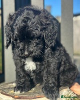 Mixed Breed dogs F1B SAINTBERNADOODLE BOYS AND GIRLS - Advert 2