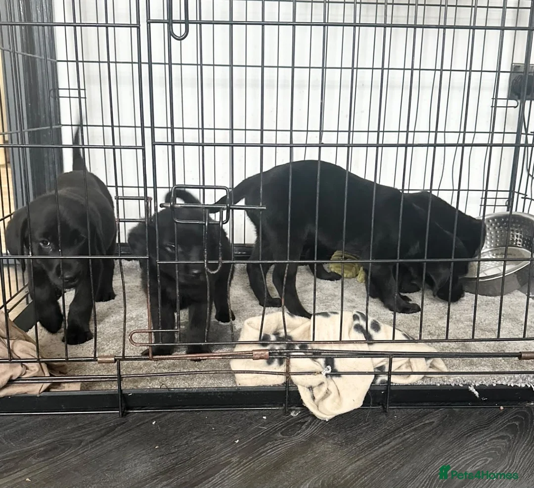 Goldador dogs for sale: Beautiful goldadors - Advert 2