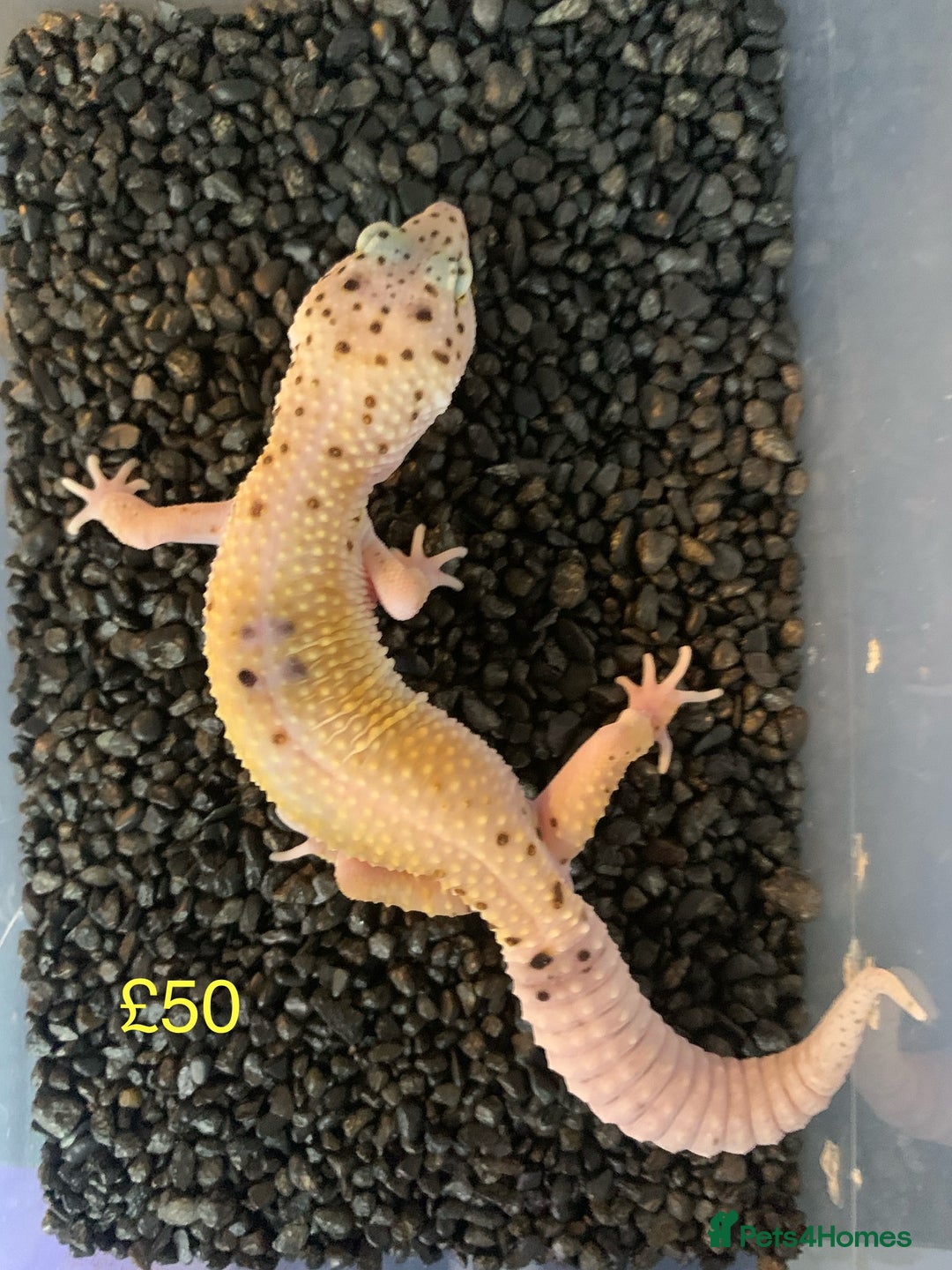 Leopard Gecko reptiles for sale: Leopard geckos cb25  - Image 2