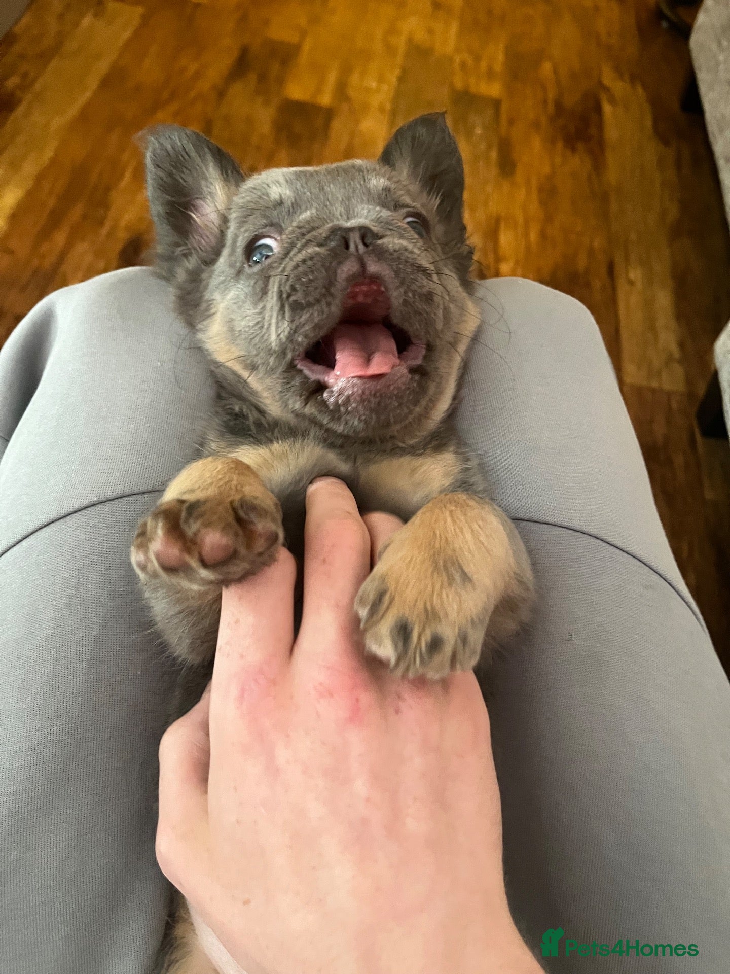 French Bulldog dogs Fluffy French bulldog puppy’s Ready to leave🐾🐶 - Advert 10