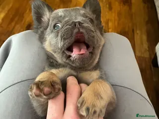 French Bulldog dogs Fluffy Frenchie Puppies Ready to leave🐾🐶 - Advert 1
