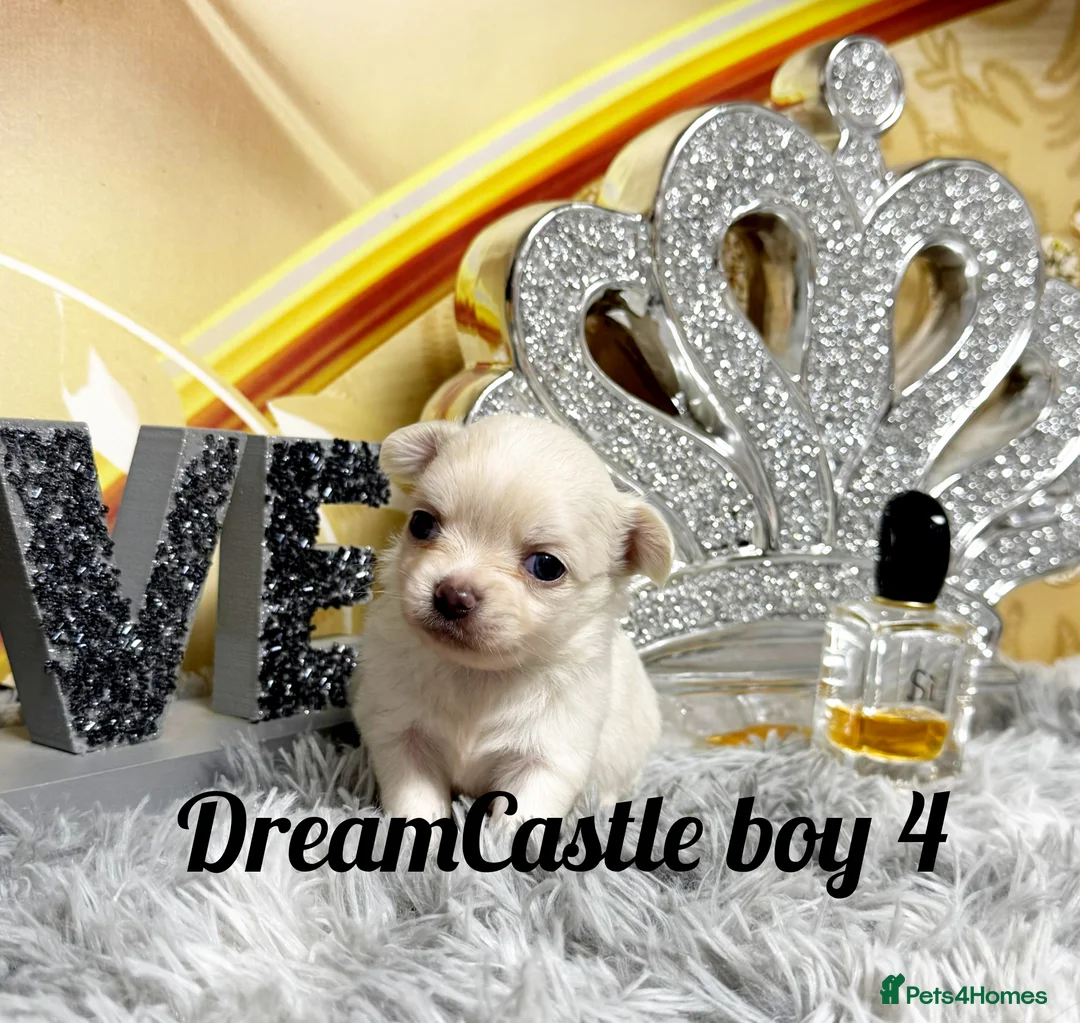 Chihuahua dogs for sale: KC reg Long coat boys available  - Advert 23