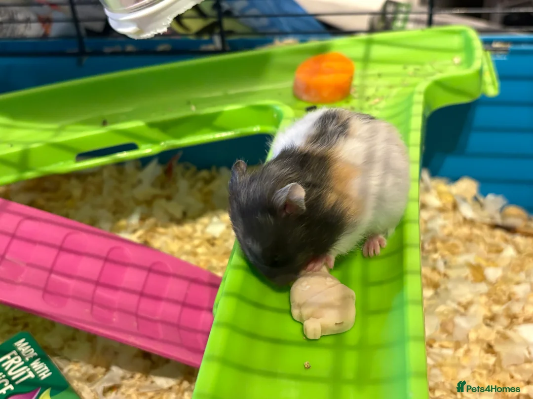 Hamster rodents for sale: Baby hamsters for sale - Advert 6