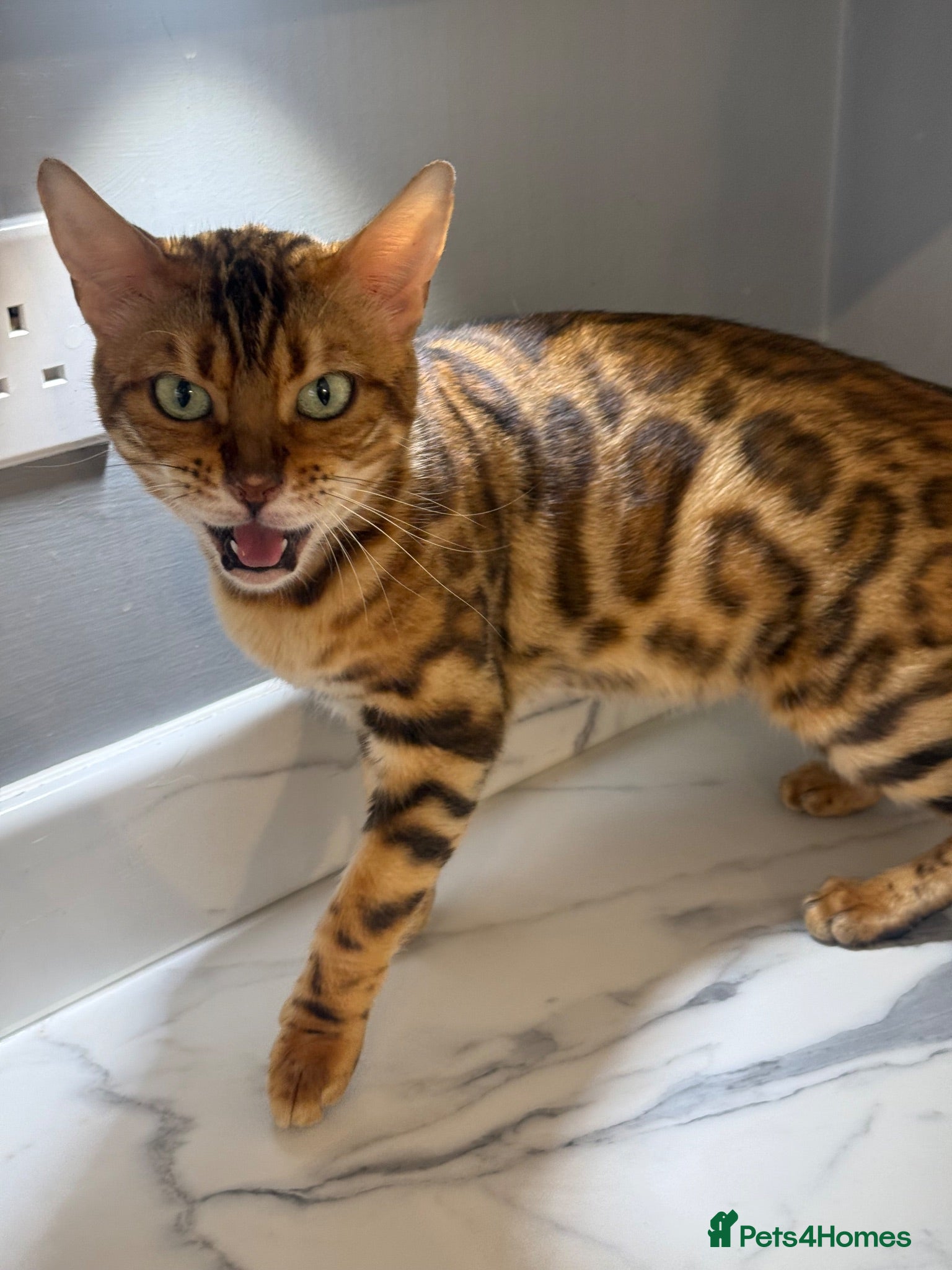 Bengal cats  STUNNING TICA REGISTERED BENGAL QUEEN NALA 🤎🐆 - Advert 9