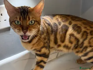 Bengal cats STUNNING TICA REGISTERED BENGAL QUEEN NALA 🤎🐆 - Advert 9