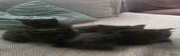 Mixed Breed cats for sale: 4 black kittens  for sale  in Weston-super-Mare - Advert 6