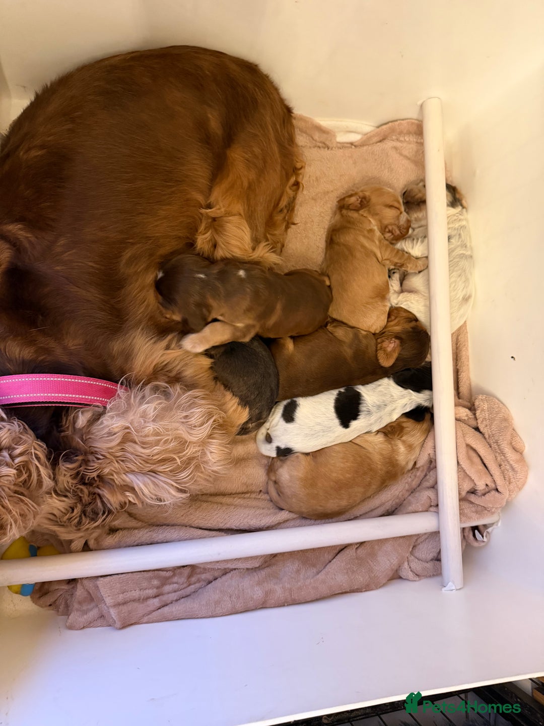 Cocker Spaniel dogs for sale: 🐶Rizi Bizi 🐶🐾 full pedigree show spaniels🐾  - Advert 13