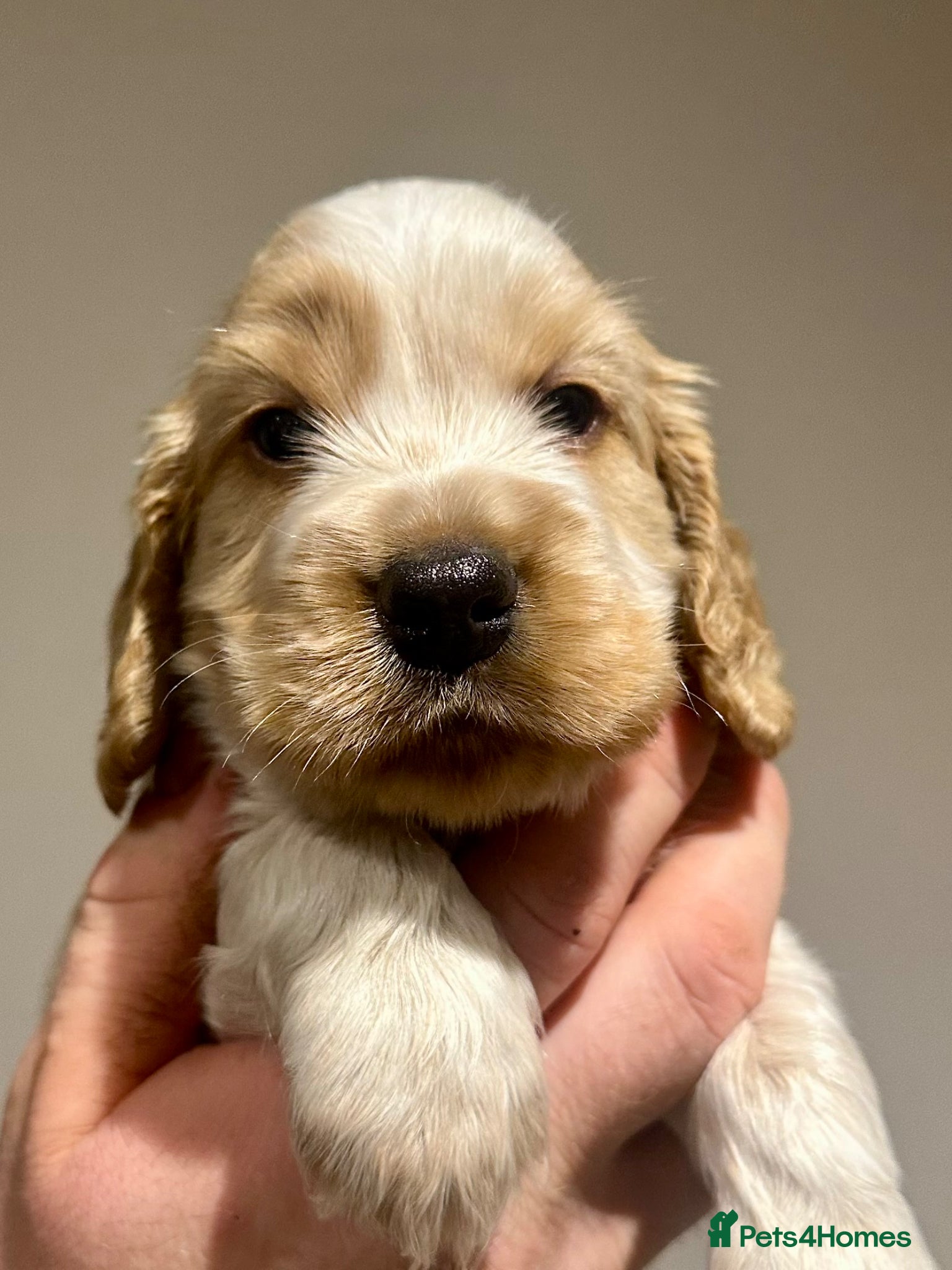 Cocker Spaniel dogs Show Cocker Spaniel Puppies 🐾 - Advert 1